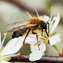 Bee on Blackthorn