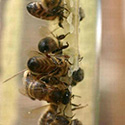 Glass jar observation hive