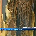 Bees turn part of house into big hive